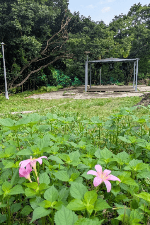 いち 野花 2